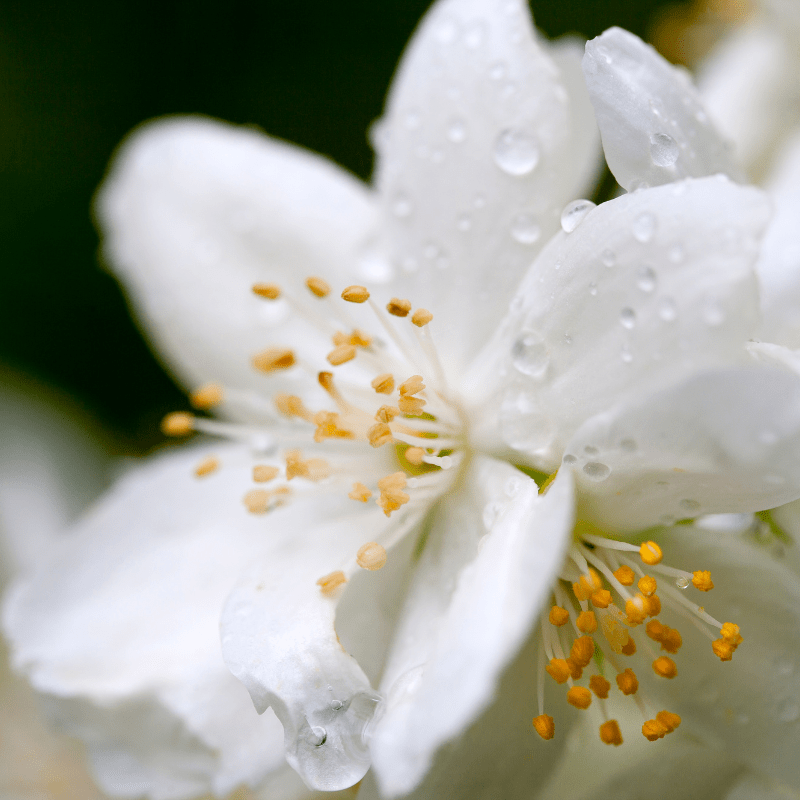 Jasmin